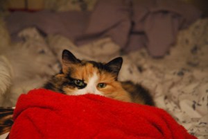 Colony Website Pics1 002